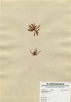 藏品(殼狀蜈蚣藻)的圖片